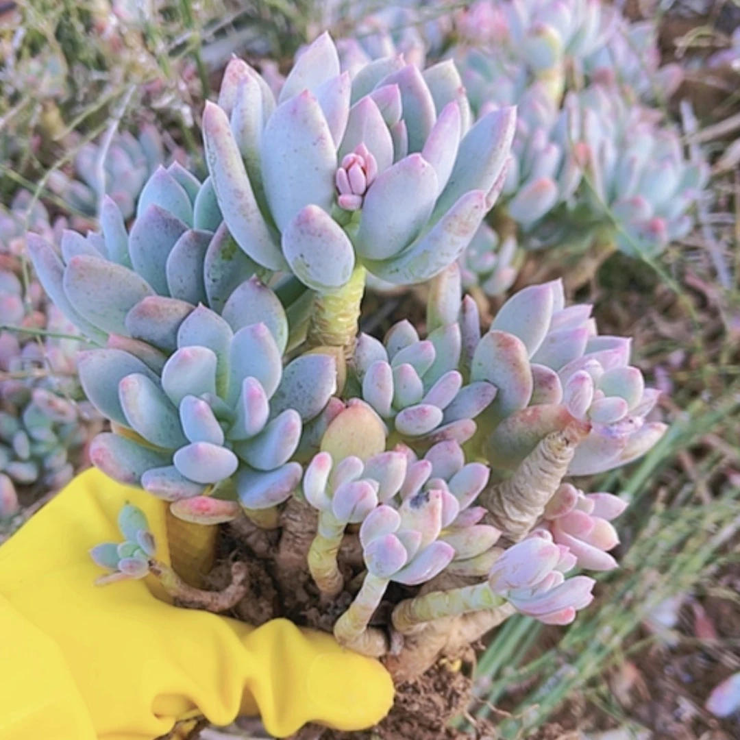 【闪购商品】灰姑娘小群