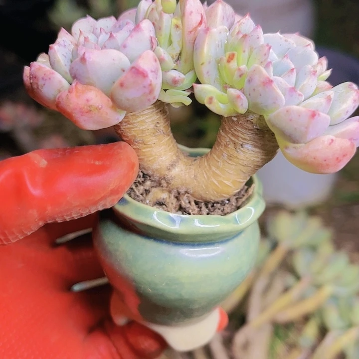 粗腿杂交布偶老桩