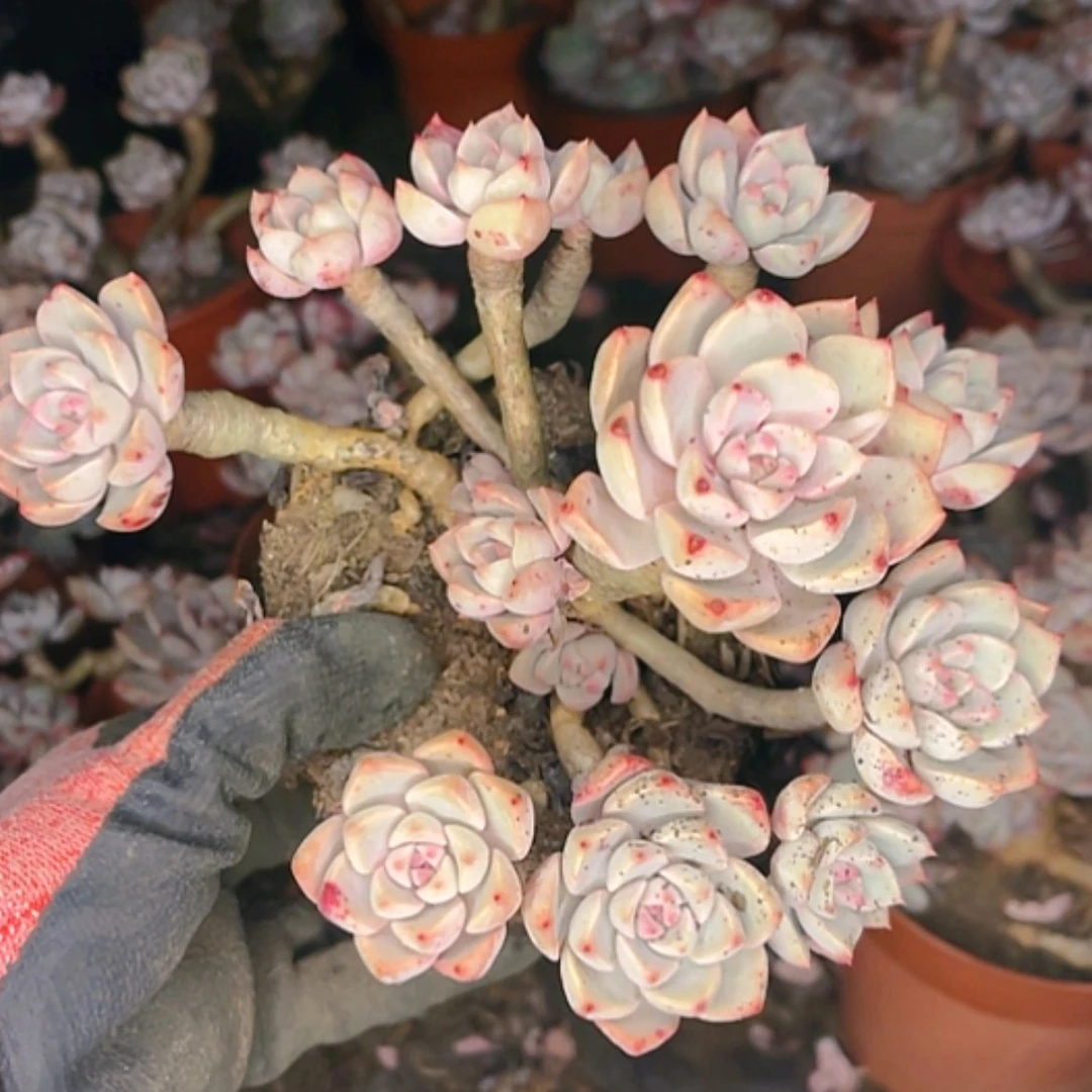 【闪购商品】林*妹佳人老桩