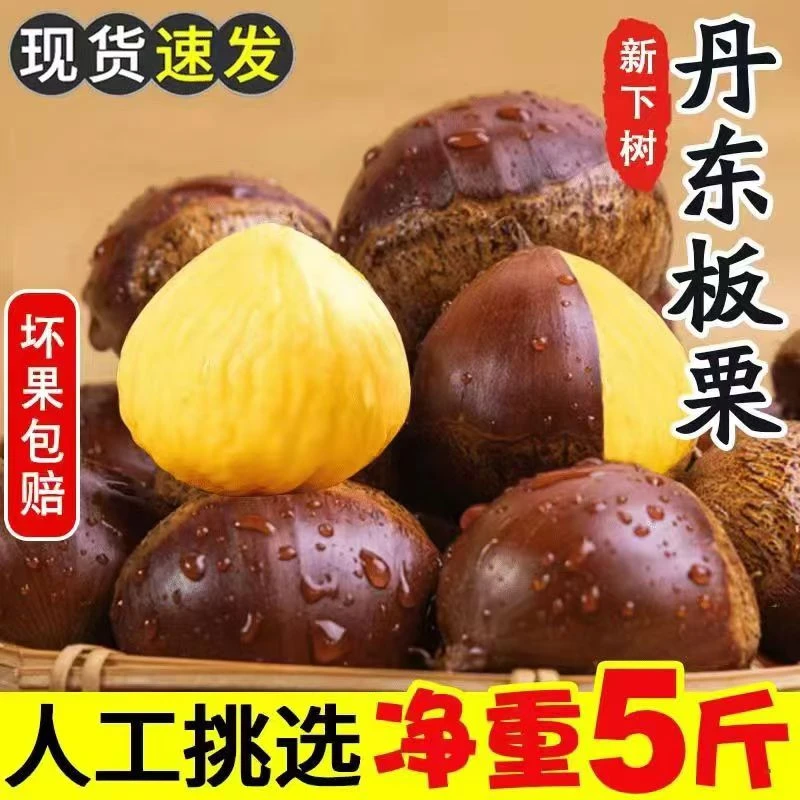 新鲜丹东板栗5斤生板栗大果特大果坏果包赔难剥皮非迁西建瓯油栗