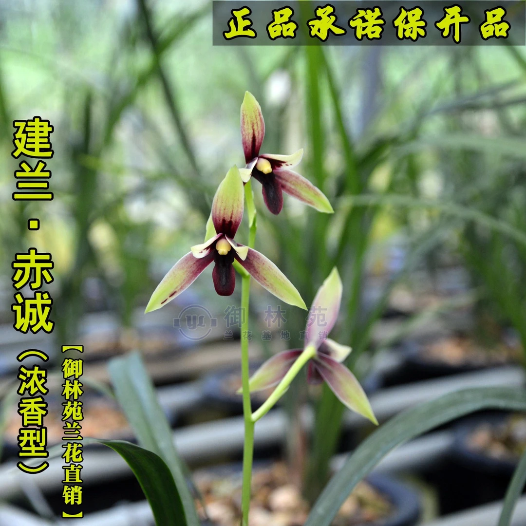 赤诚峨眉晨光建兰花苗高档花卉植物盆栽花期带花苞包邮正品浓香型