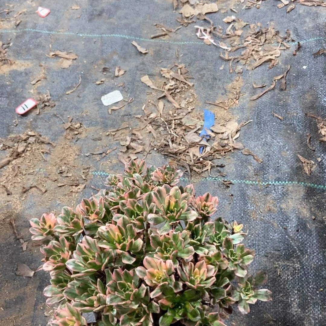 59甜茶法师的故事