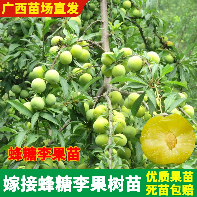 正宗蜂糖李子树苗脱骨嫁接苗早熟南方北方种植地栽盆栽庭院