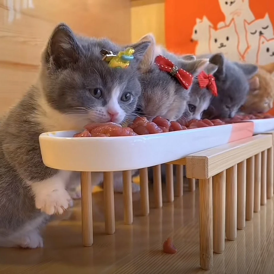 多猫家庭餐桌防滑陶瓷猫碗饭碗小猫幼猫吃饭防打翻护颈餐盘黑下巴