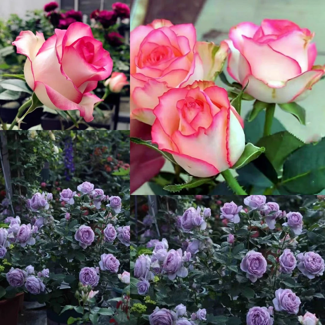 【香水爱莎】+【蓝色风暴】月季盆栽四季开花庭院阳台盆栽地栽好养护