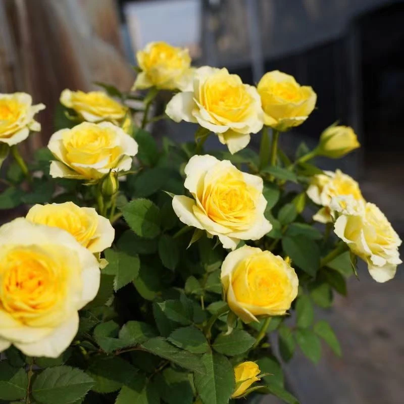 月季花黄金巴比伦黄色月季花阳台盆栽地栽庭院四季开多年生植物