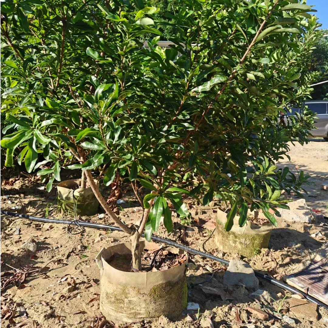 杨梅三年四年五年六年七年苗一物一拍对版苗易养护易成活原盆原土