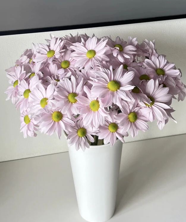 颜色随机稀有三文鱼小菊云南鲜花