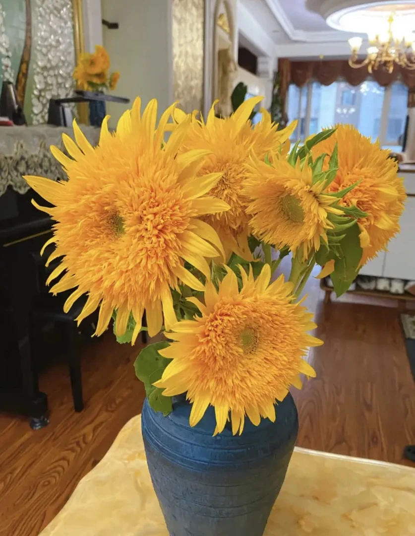 泰迪向日葵收货地零下0至5度拍保温棉（不拍冻坏不参与售后）