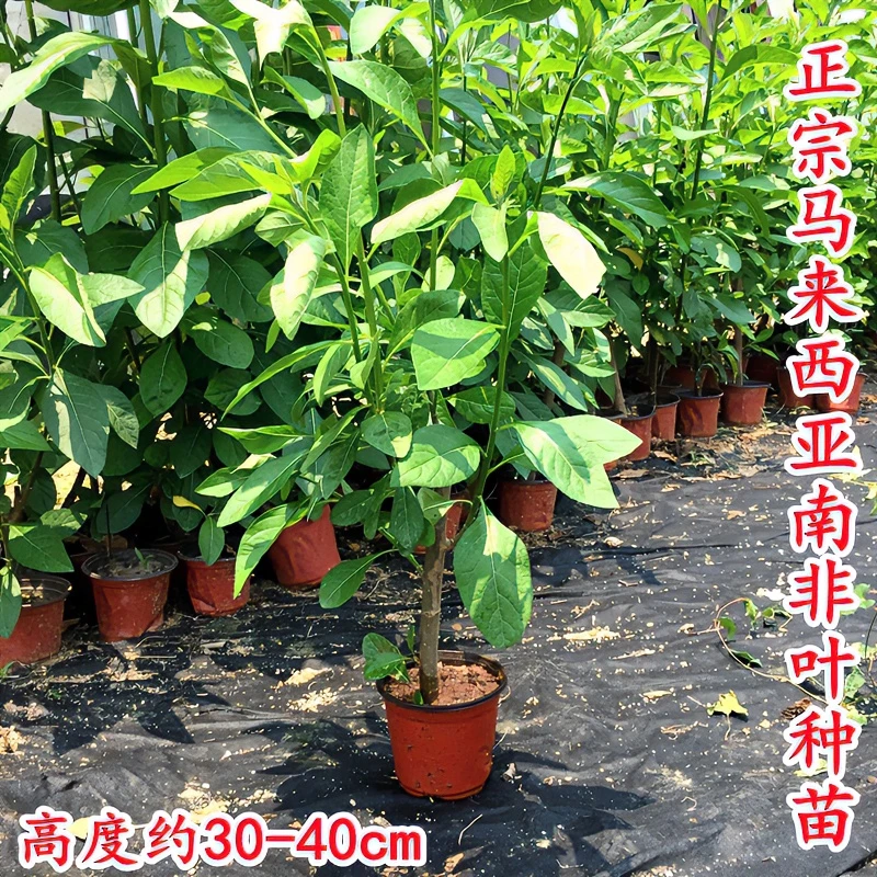正宗南非叶树苗 将军叶中药材苦叶苗扁桃菊粗壮植物苗盆栽150g