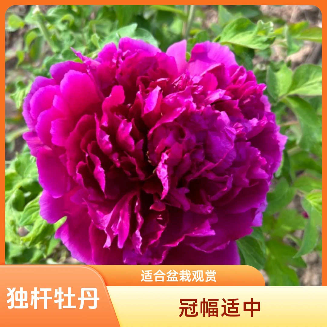 菏泽迎盛牡丹基地牡丹花群芳殿牡丹牡丹花独杆牡丹牡丹花树