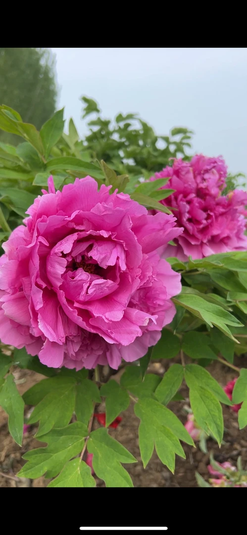 菏泽迎盛牡丹批发鲁菏红牡丹独杆正宗牡丹花苗