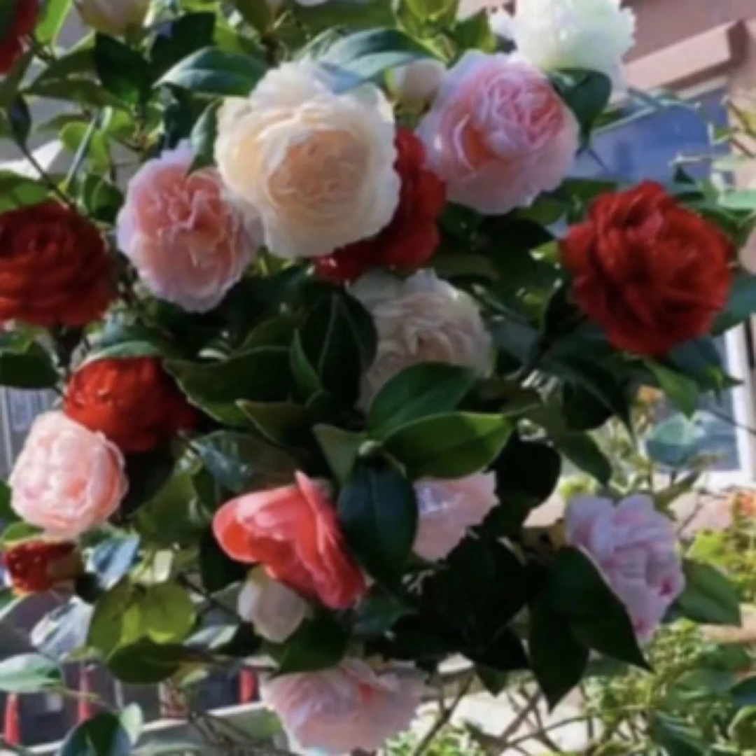 四季多色茶花浓香大花室内外耐寒耐热