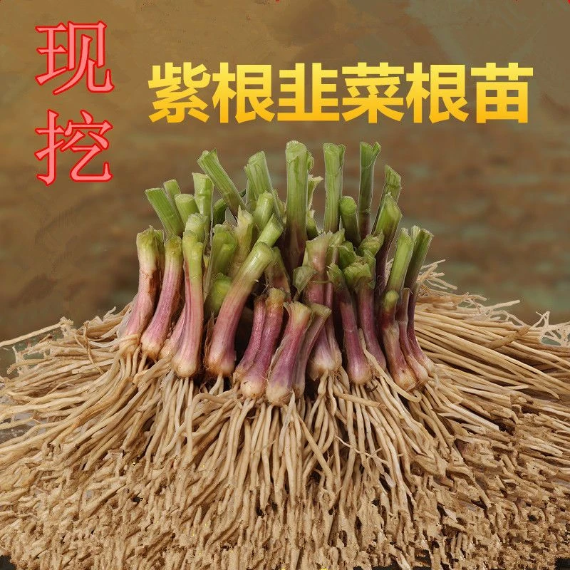 【9.9到手100棵】韭菜根传统小叶 紫根红根现挖耐高温四季绿色蔬菜