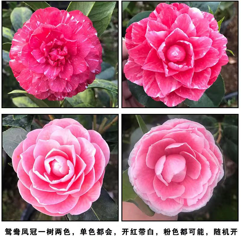 鸳鸯凤冠茶花苗花卉盆栽3-4年苗一树多色 山茶花品种实物拍摄包邮