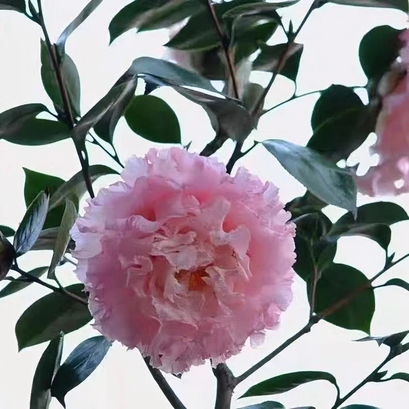 依莲贝蒂茶花依兰贝蒂稀有名贵精品花卉盆栽树苗阳台花园庭院绿植