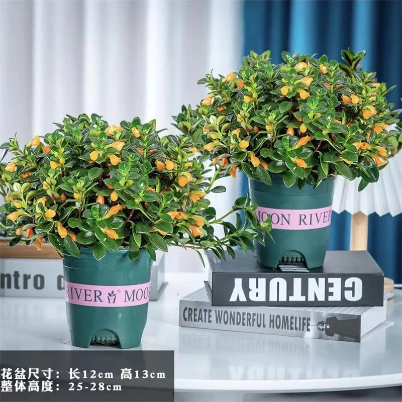 金鱼花吊兰开花金黄色室内好养花卉盆栽四季开花耐寒吸甲醛绿植