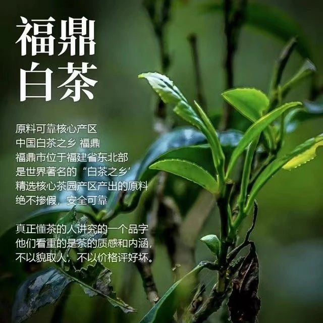 菊花白茶福鼎白茶一斤装100泡【临时链接】