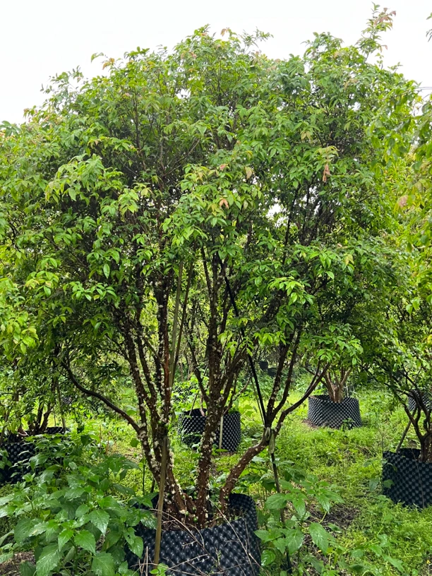 沙巴树葡萄经典品种（一物一拍）