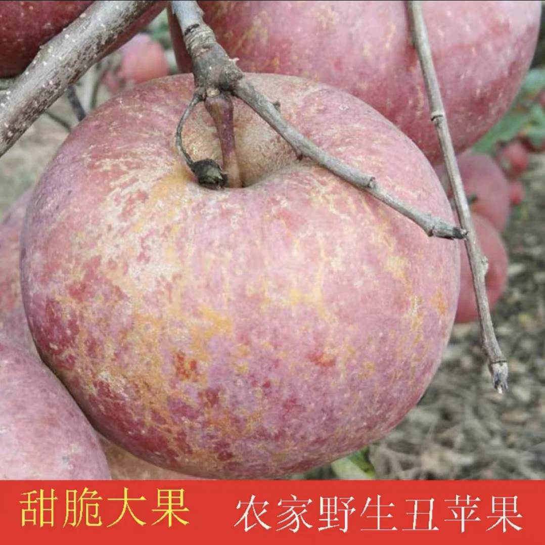 【限量一箱10斤19.9瑕疵果】正宗红富士苹果脆甜新鲜冰糖心水果