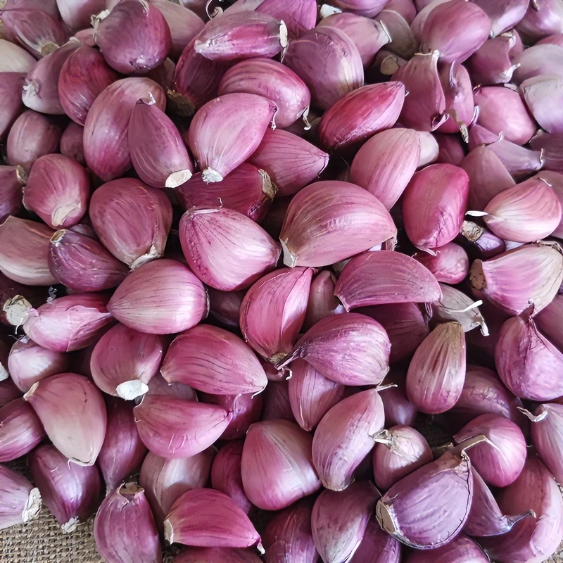 2025紫皮蒜瓣出蒜台蒜苗批发新鲜红皮蒜非云南独大蒜种子紫皮干蒜