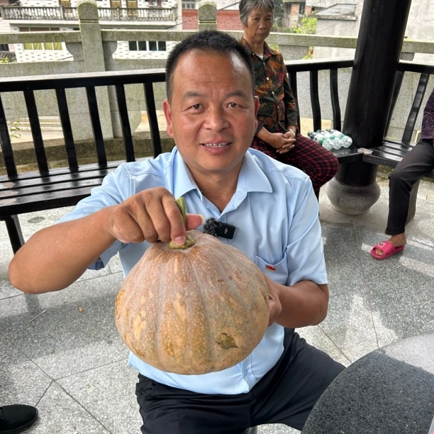界坑乡生态绿色南瓜