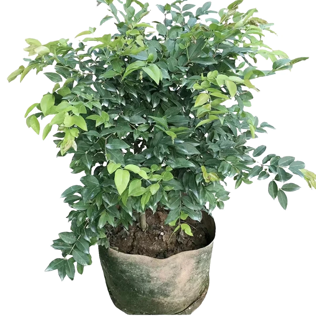 艾斯卡红妃沙巴创意绿植盆栽一物一拍