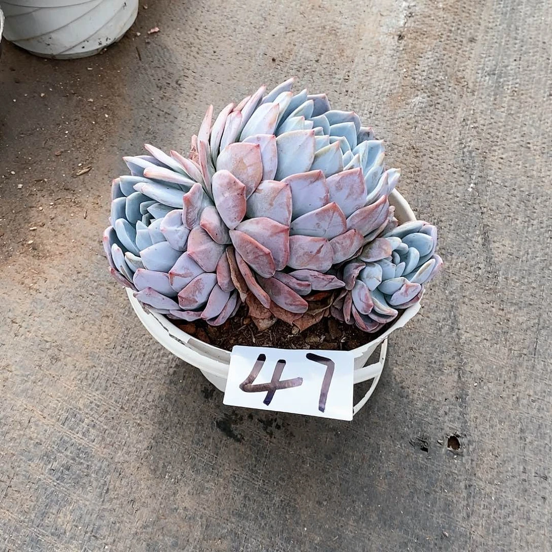 三头橙梦露多肉47