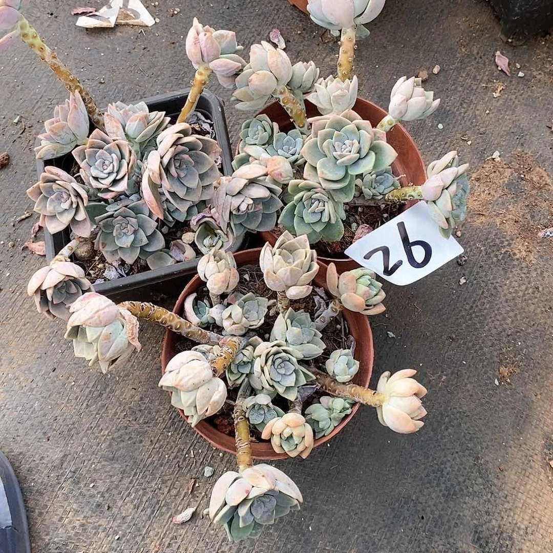三颗露凝香多肉26