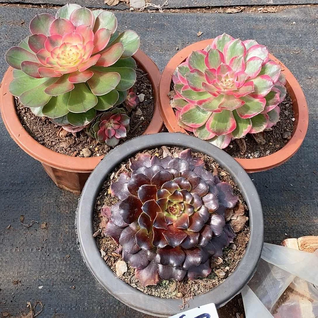 三颗法师多肉63满20