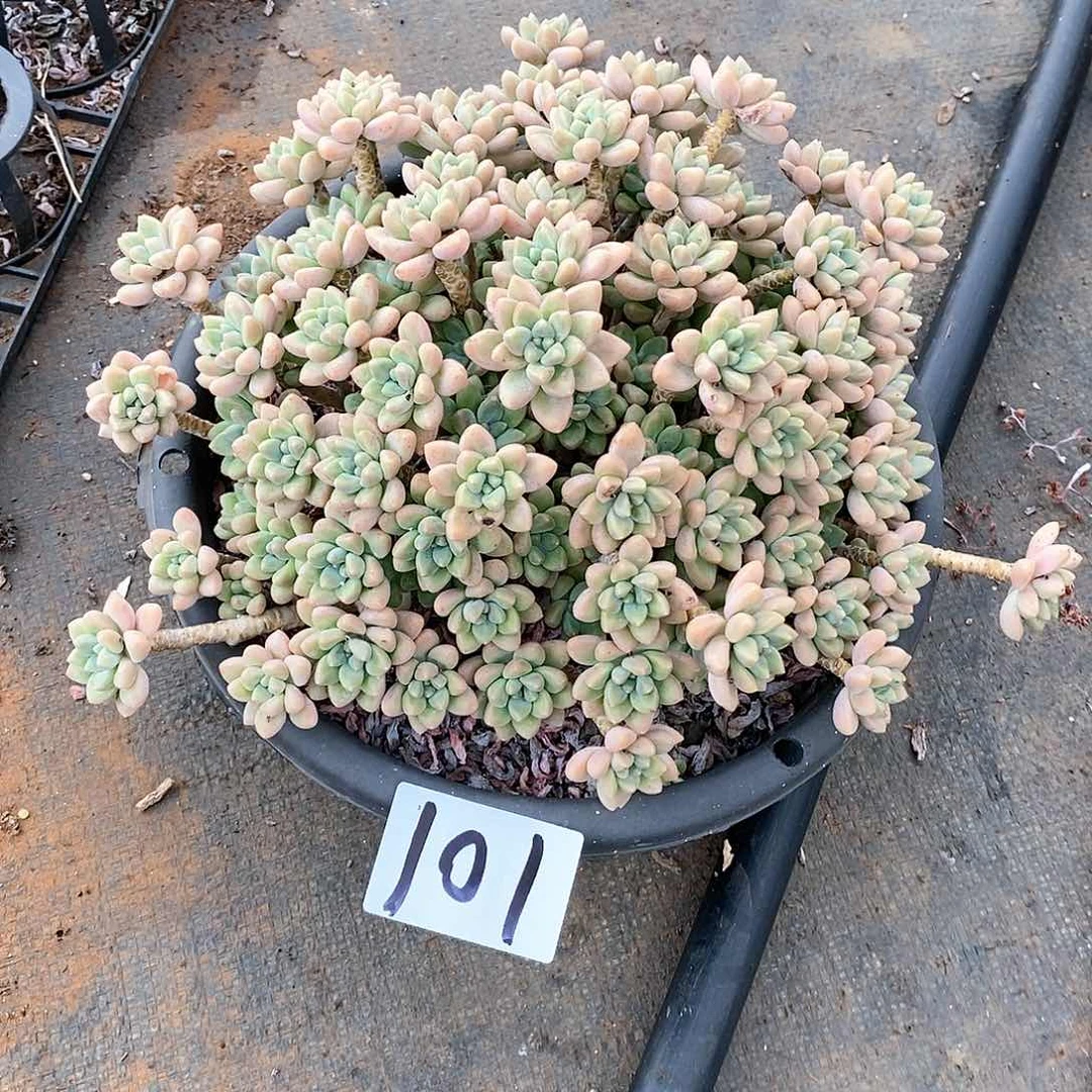 奶洛蛋糕多肉101满20包邮