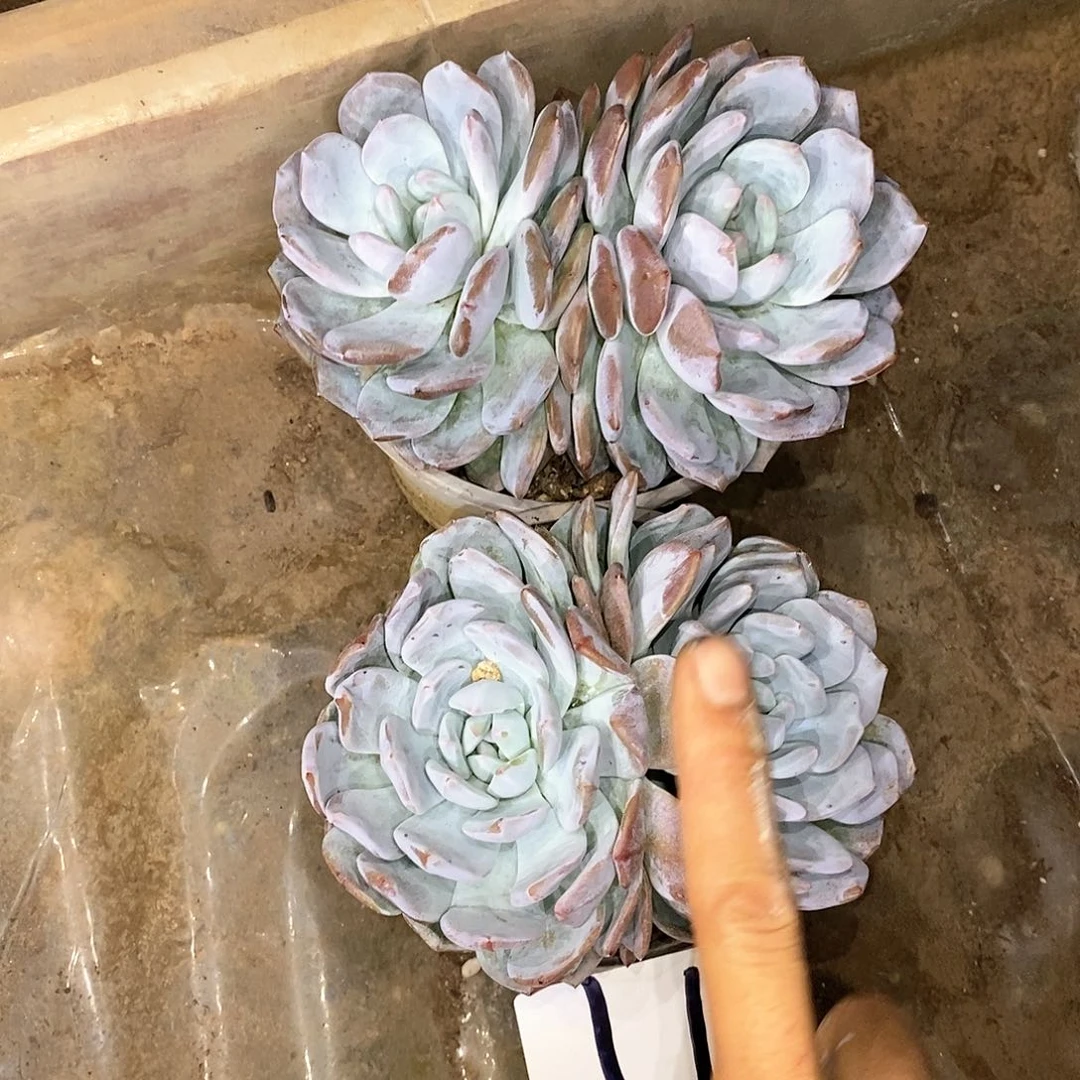 两颗双头橙梦露多肉17