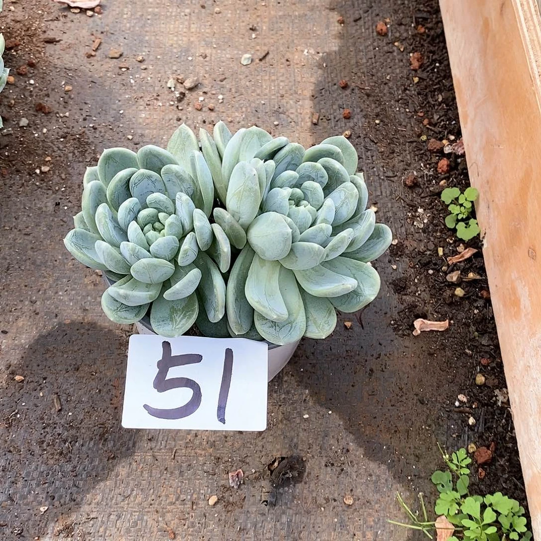 双头百搭翡翠多肉51