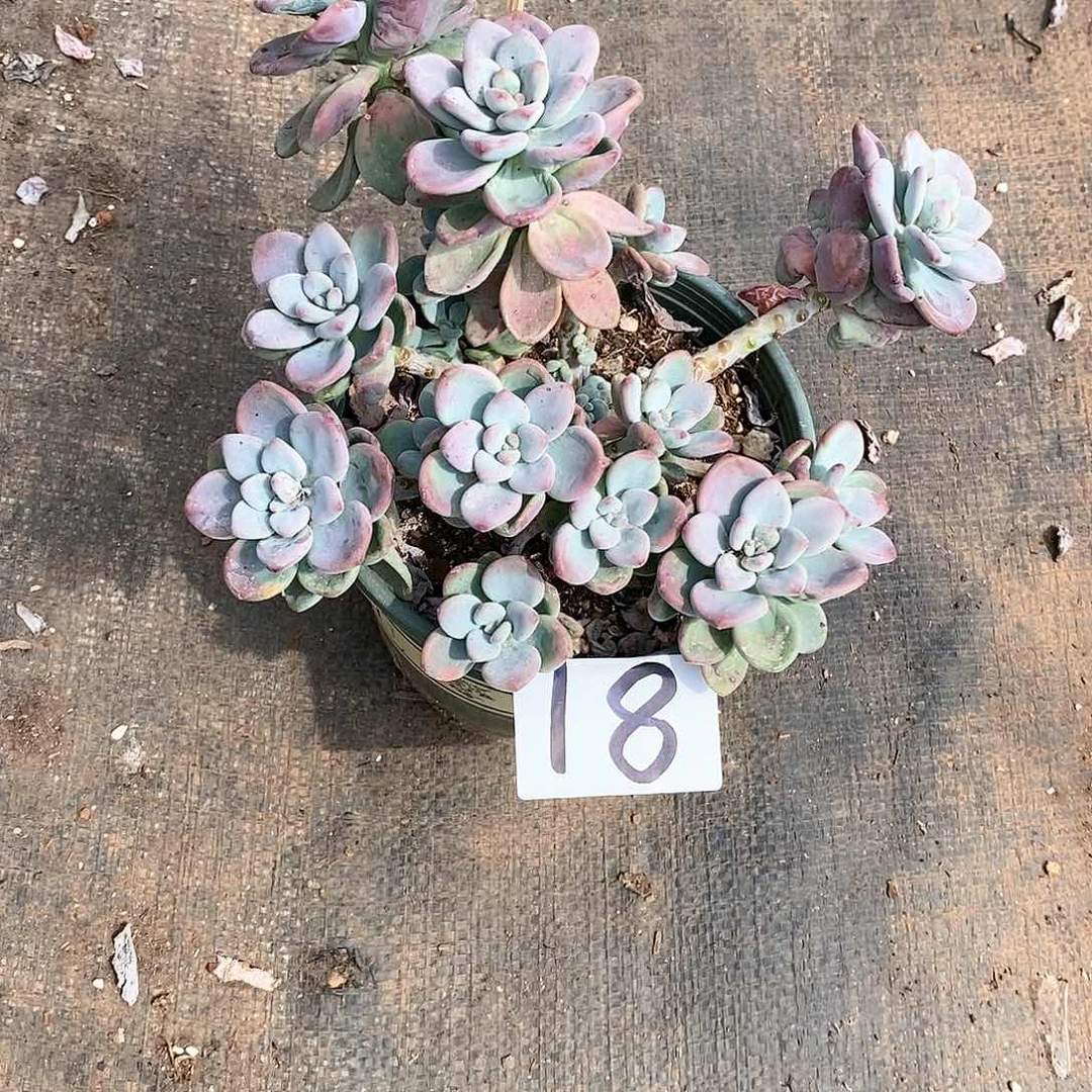 红洛神多肉18满20