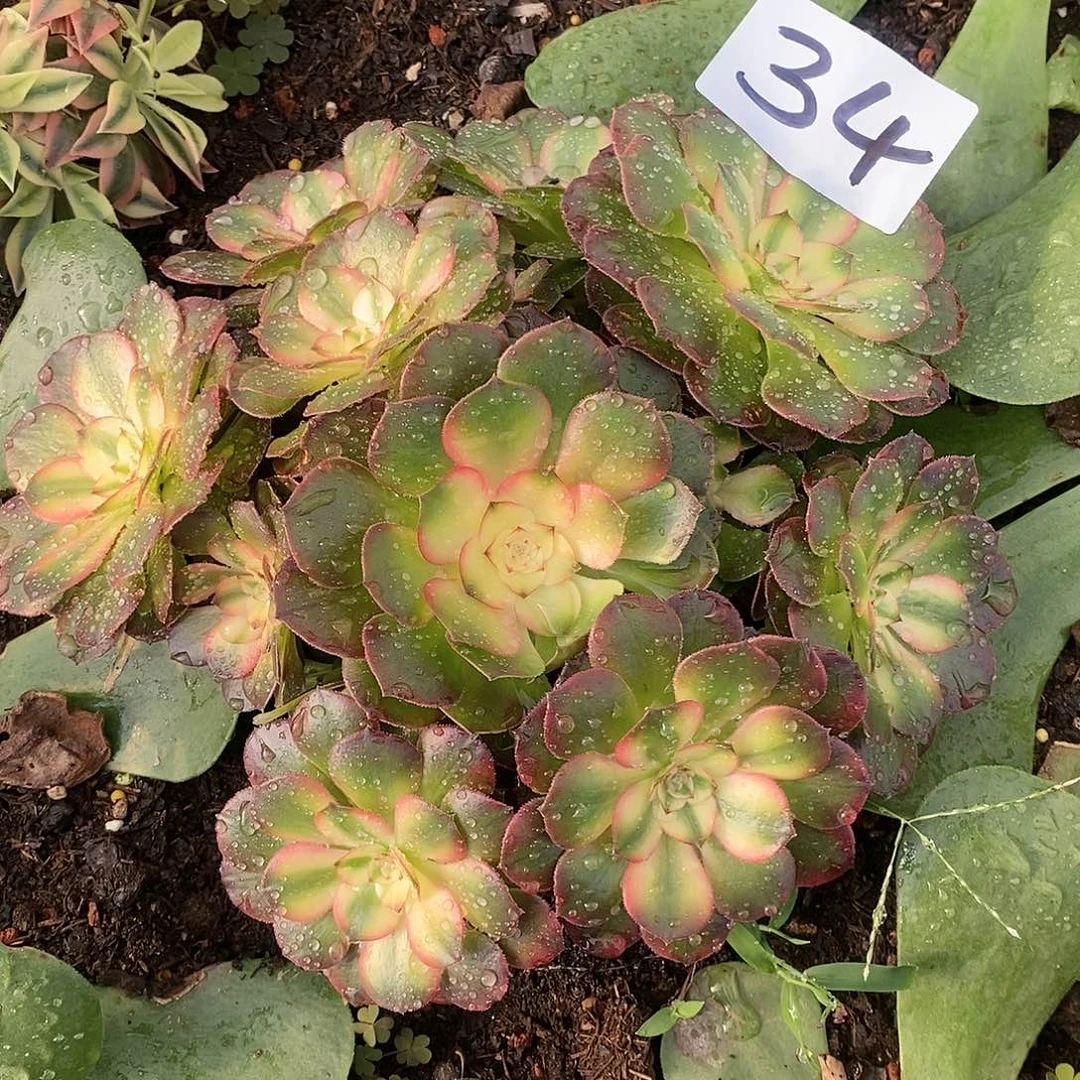 荔枝法师34满20包邮