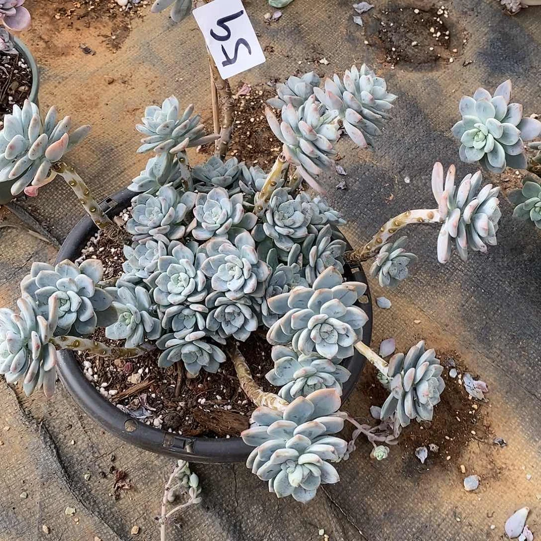 露凝香多肉59多肉