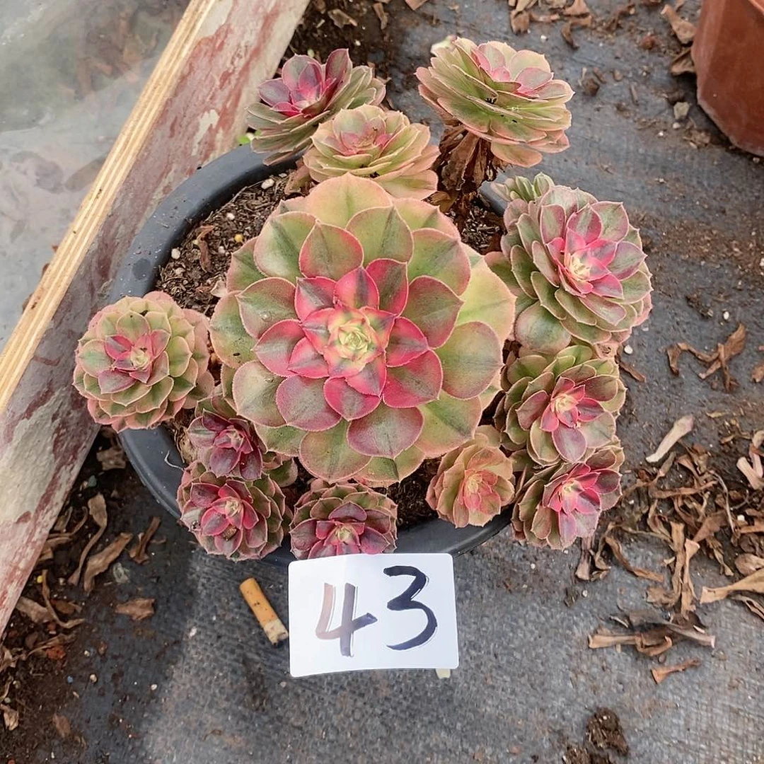 万白法师多肉43满20