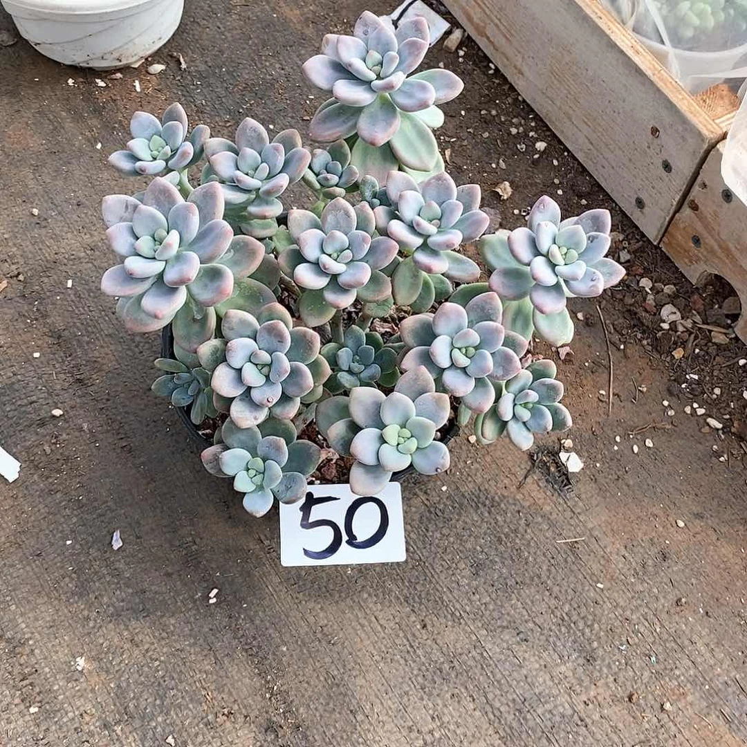 红洛神多肉50满20