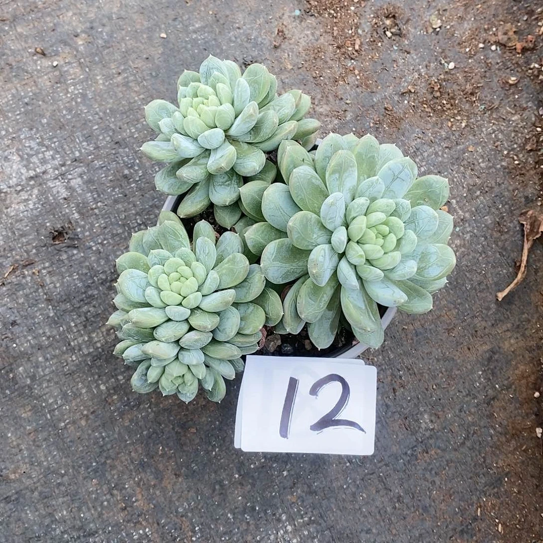 四头百搭翡翠多肉12