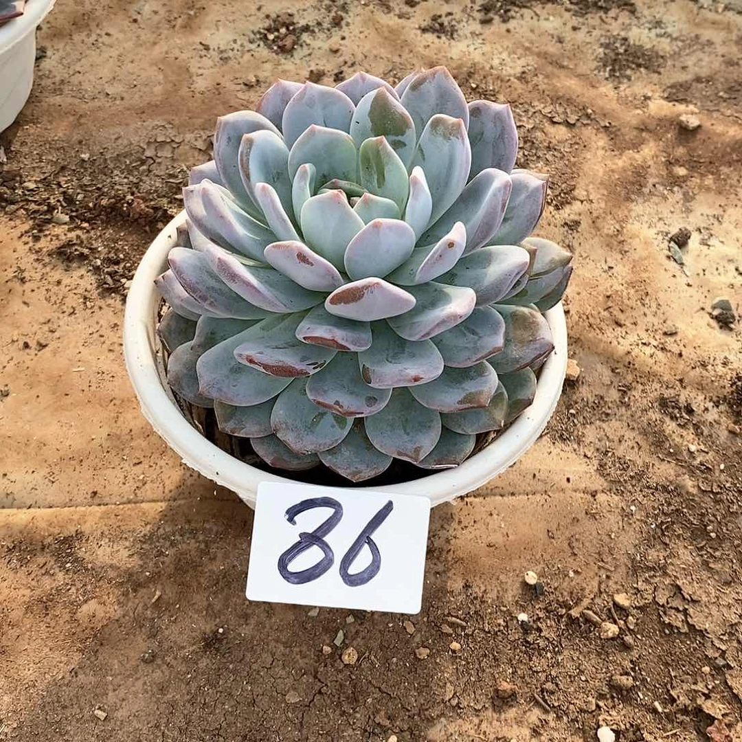单头橙梦露多肉86
