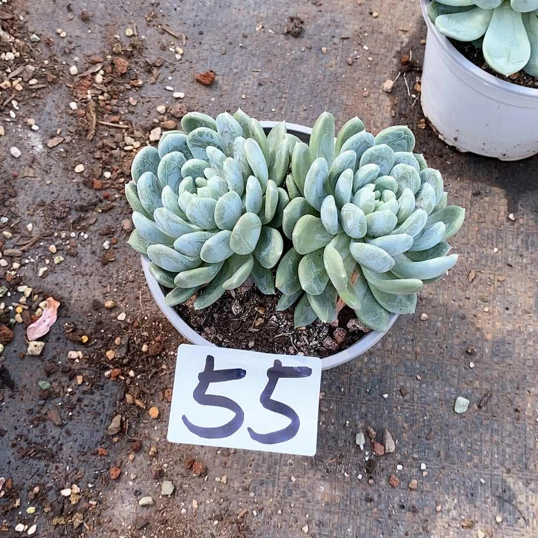 双头百搭翡翠多肉55