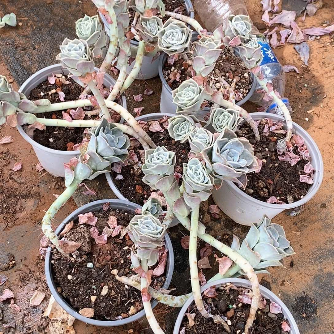 一堆可爱玫瑰多肉植物120