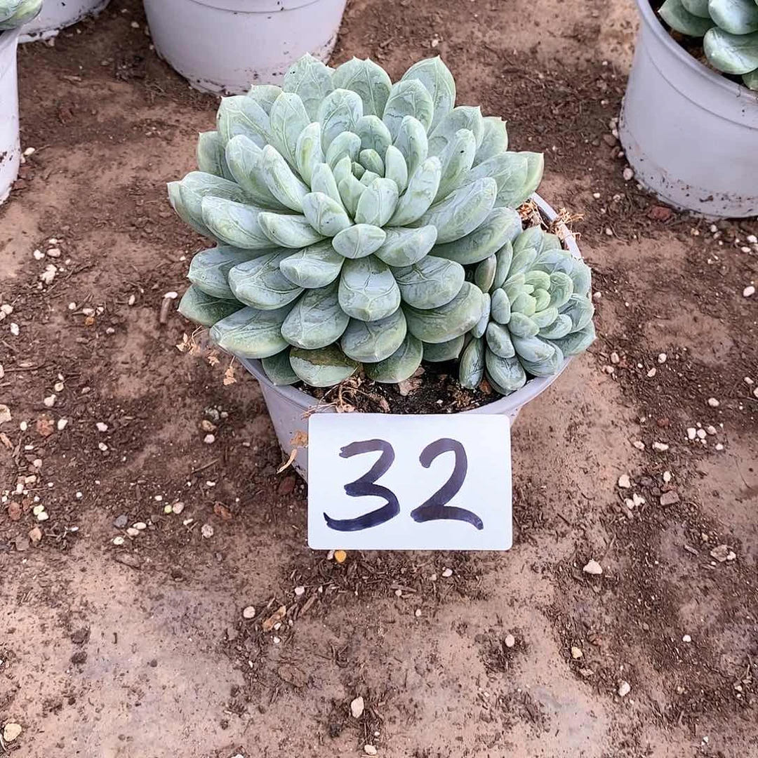 双头百搭翡翠多肉32