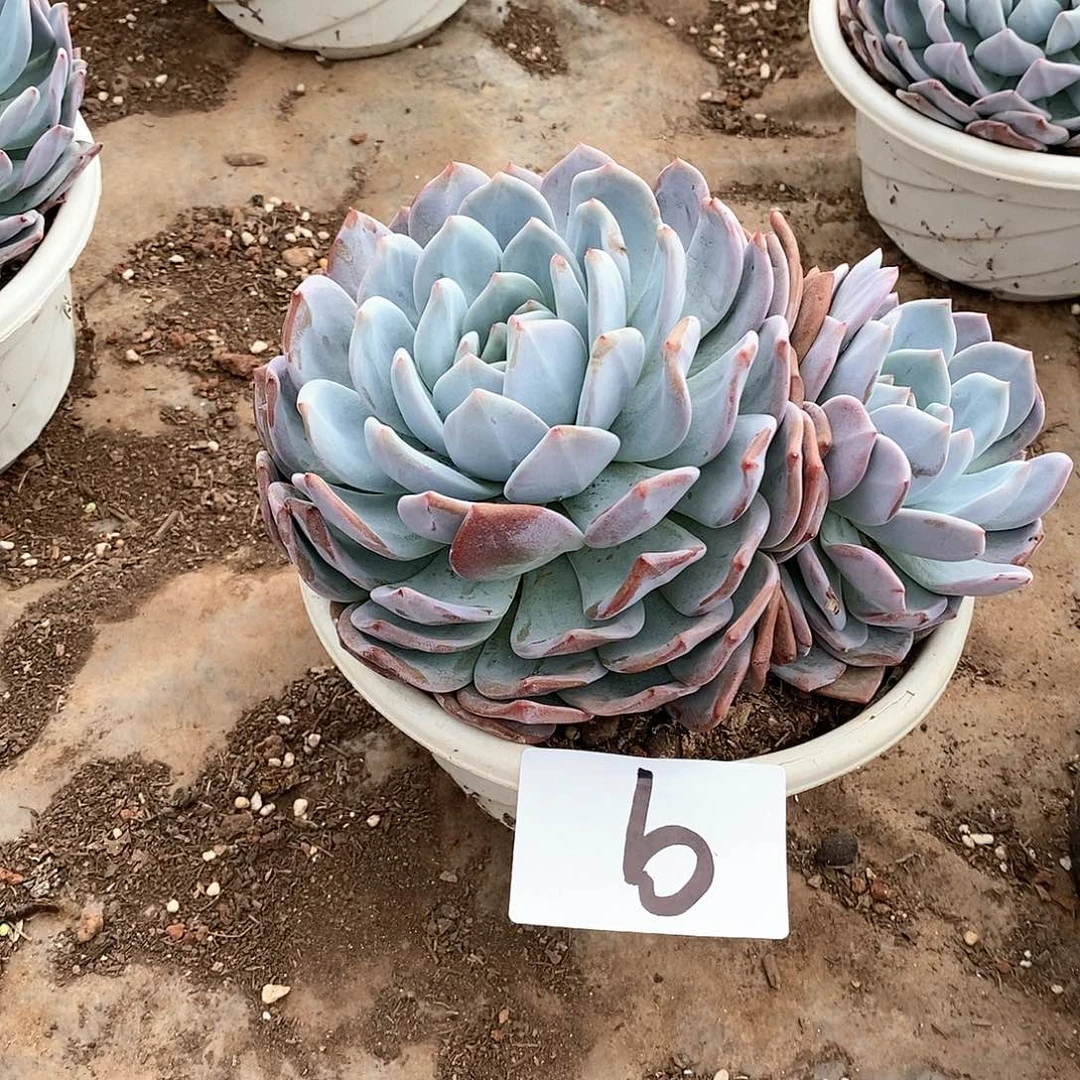 双头橙梦露多肉9