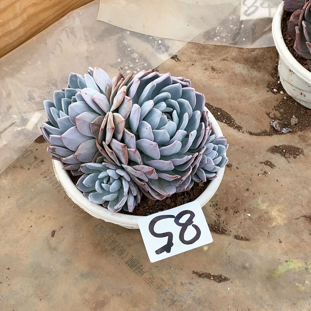 四头橙梦露多肉85