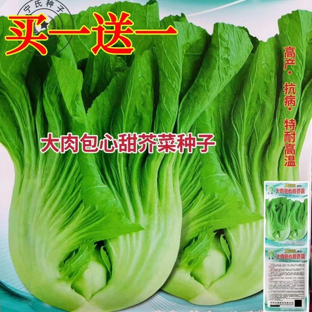 四季大肉包心芥菜种籽腌制酸菜大芥菜种子高产早熟阳台盆栽蔬菜种