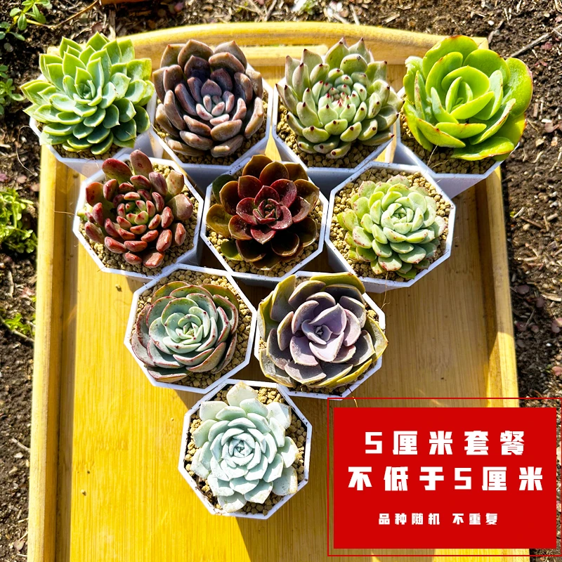 5厘米以上多肉植物套餐随机品种不重复品种