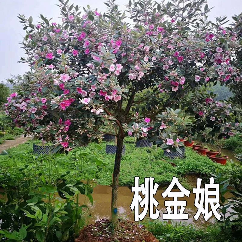 桃金娘野生绿植精品盆景念子树