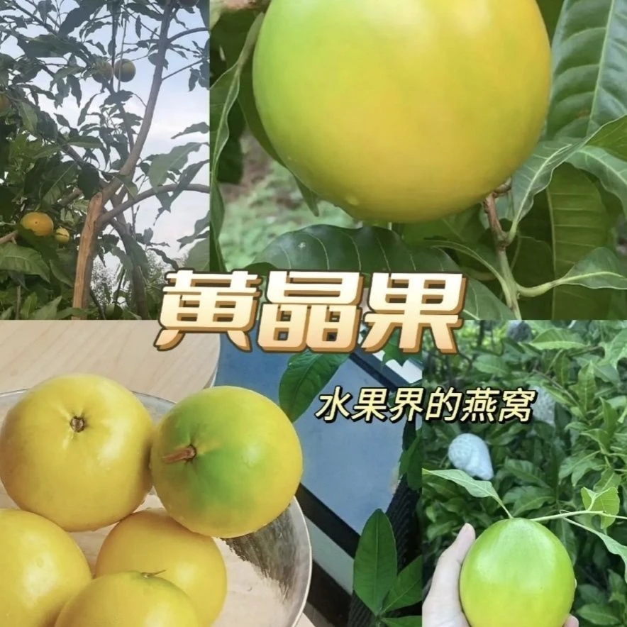 黄晶果嫁接苗四季开花结果盆栽地栽南方种植四季奶香春蜜黄金果