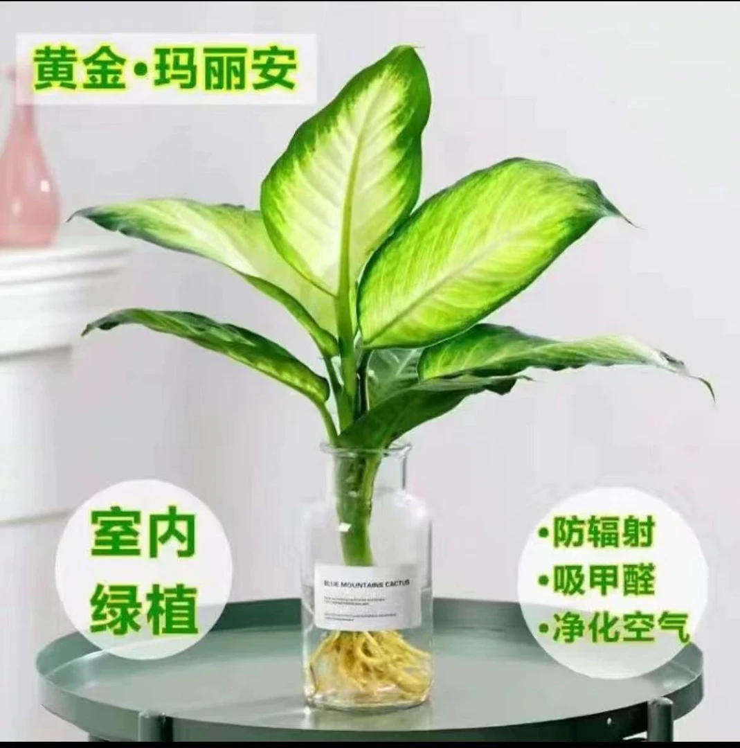 黄金玛丽安水培绿植盆栽粉黛万年青懒人植物室内桌面净化空气好养